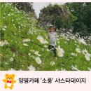 양평카페 소풍 - 샤스타데이지 포토존 나들이 강추