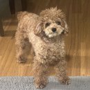 누렁이도 찰스로 이미지