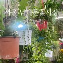 아름꽃농원 | 봄맞이 행잉식물, 화분 쇼핑 추천, 남대문 대도종합꽃시장 진수농원