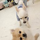 몽개몽개 | 애견 카페 몽개몽개 방문 후기