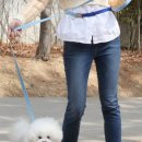 강아지산책 이미지