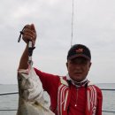 황의수 회원 영종 바다로호 농어 조헹기~~ 이미지