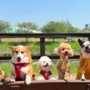 나무애견유치원 이미지