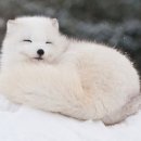 은빛여우 이미지
