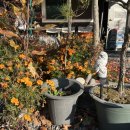 마음애고향 이미지