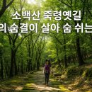 천년 역사 속 옛길 | 🍂 소백산 죽령옛길, 천년의 숨결이 살아 숨 쉬는 단양 역사 트레킹 🍂