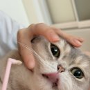 수원, 용인 365일 주말 진료 동물병원 “돌봄동물병원”_고양이 스케일링 상담 후기