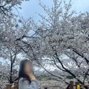 청주 무심천 벚꽃축제 2025 후기 (비오는날 포함)