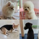 러블리독 애견카페 이미지