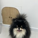 반짝일개 이미지