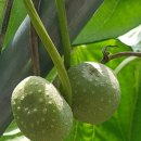 구름농장 이미지