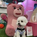 청담 고운 피부과 동물병원 이미지