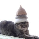 고양이 모자 이미지