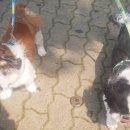 뭉치펫택시 이미지