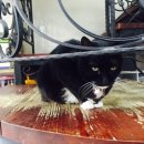 세이브 동물병원 이미지