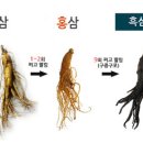 흑삼이야기