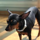 한국영양전문동물병원 이미지