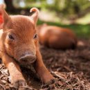 유수농장 이미지