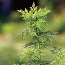 스파레이 이미지