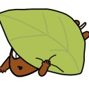 게코쥬