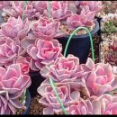 해림농장 이미지