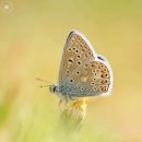 자연을 보는 방식을 바꾸는 접사 사진 30 이미지