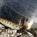 강원도내수면자원센터 이미지