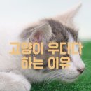 우다다 이미지