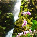 (사)산림문화휴양협회 | 태국 치앙마이 여행 코스 4박6일 단독투어 패키지 3월 추천 이유