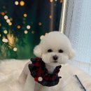 도그 살롱초코 이미지