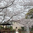 신풍리 | 제주도 벚꽃 명소 서귀포 여행 코스 녹산로 신풍리 벚꽃길