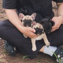 넥서스켄넬 | 대전프렌치불독분양 꼼꼼하게