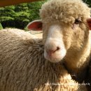 미니목장 이미지