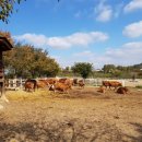 환영목장(2) 이미지