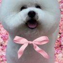 루시드펫