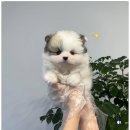 창원강아지분양 헬스독 애견입양 말티푸들포메라니안미니비숑 | 수원 강아지분양 수원강아지분양 헬스독 애견입양 말티푸들포메라니안미니비숑 믿을 수 있는 입양센터