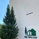 파인트리 스테이 이미지