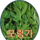 모링가 민들레~ㄹ ㅁ~ 산야초 이미지