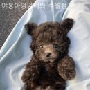 야옹아멍멍해봐(주월점) 네이버블로그