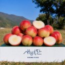 두루딱딱이 | 복숭아 8품종 한 박스로 먹어보니 — 제 입맛엔 이게 진심 1등이었어요