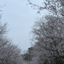 한양(아) | [서울한양CC] 한국 최초의 골프장 후기 - feat. 보스턴백 없이 가야돼(25년 기준)