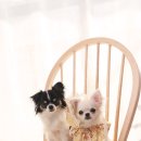 293사진관 이미지