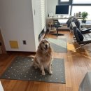 도그도마 이미지