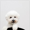 블리독인천부평점강아지분양 말티푸 미니비숑프리제 포메입양 | 반려견과의 첫 만남, 블리독 인천부평점에서 시작된 따뜻한 인연~