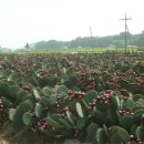 한국웰빙건강 이데일리