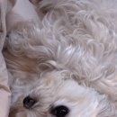 폴리파크 동탄호수공원점 이미지