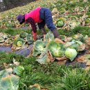 농업회사법인녹색식품(주)