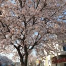 영화마을김밥 이미지