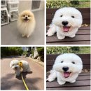 강아지유치원왕왕 - 마포구 마포대로11길 92 | 강아지유치원왕왕 마포, 마포애견유치원에서 느낀 꼼꼼한 준비가 인상적