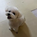 가온덴탈 | 자이목스 오라틴 투스페이스트 젤, 강아지 바르는 치약 후기(+칫솔 추천)